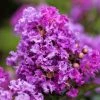 Garden Goods Direct Purple Magic Crape Myrtle Trees