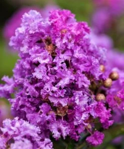 Garden Goods Direct Purple Magic Crape Myrtle Trees