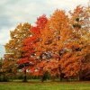 Garden Goods Direct Trees Pin Oak