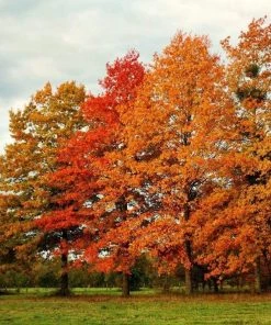 Garden Goods Direct Trees Pin Oak