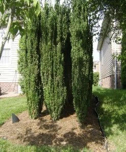 Garden Goods Direct Shrubs Sky Pencil Holly 7 Garden Goods Direct Shrubs Sky Pencil Holly