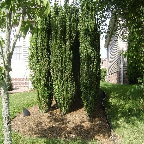 Garden Goods Direct Shrubs Sky Pencil Holly 4 Garden Goods Direct Shrubs Sky Pencil Holly