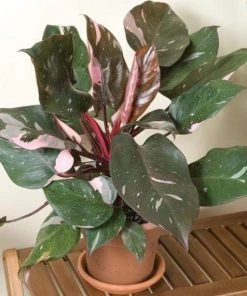 Garden Goods Direct House Plants Pink Princess Philodendron
