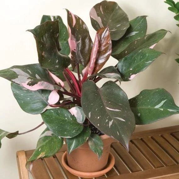 Garden Goods Direct House Plants Pink Princess Philodendron 1 Garden Goods Direct House Plants Pink Princess Philodendron