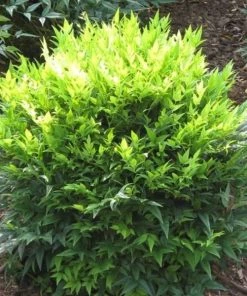 Garden Goods Direct Nandina Lemon Lime Shrubs 7 Garden Goods Direct Nandina Lemon Lime Shrubs
