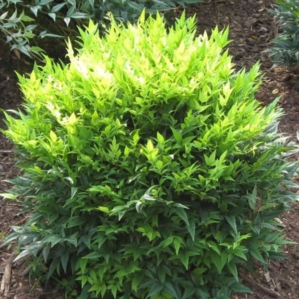 Garden Goods Direct Nandina Lemon Lime Shrubs 4 Garden Goods Direct Nandina Lemon Lime Shrubs