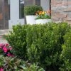 Garden Goods Direct Baby Jade™ Boxwood Shrubs