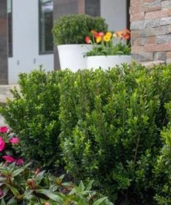 Garden Goods Direct Baby Jade™ Boxwood Shrubs