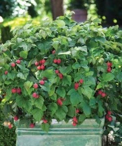Garden Goods Direct Raspberry Shortcake Raspberry Bushes