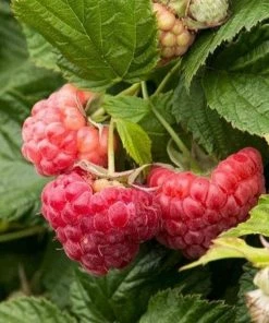 Garden Goods Direct Raspberry Shortcake Raspberry Bushes