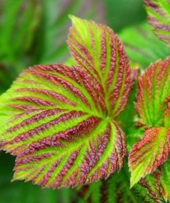 Garden Goods Direct Raspberry Shortcake Raspberry Bushes