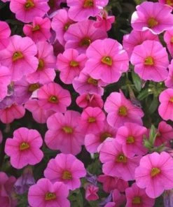Garden Goods Direct Annuals Hot Pink Calibrachoa