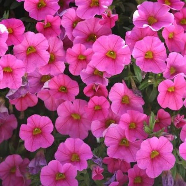 Garden Goods Direct Annuals Hot Pink Calibrachoa 1 Garden Goods Direct Annuals Hot Pink Calibrachoa