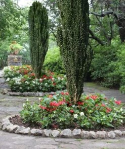 Garden Goods Direct Shrubs Sky Pencil Holly 6 Garden Goods Direct Shrubs Sky Pencil Holly