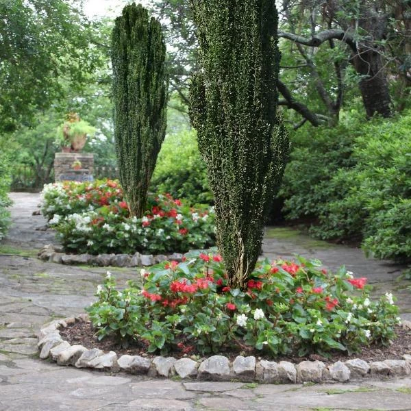 Garden Goods Direct Shrubs Sky Pencil Holly 3 Garden Goods Direct Shrubs Sky Pencil Holly