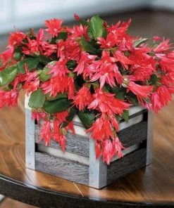 Garden Goods Direct Red Christmas Cactus