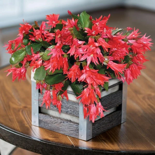 Garden Goods Direct Red Christmas Cactus 2 Garden Goods Direct Red Christmas Cactus