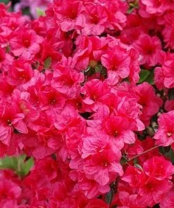 Garden Goods Direct Shrubs Hershey Red Azalea 7 Garden Goods Direct Shrubs Hershey Red Azalea