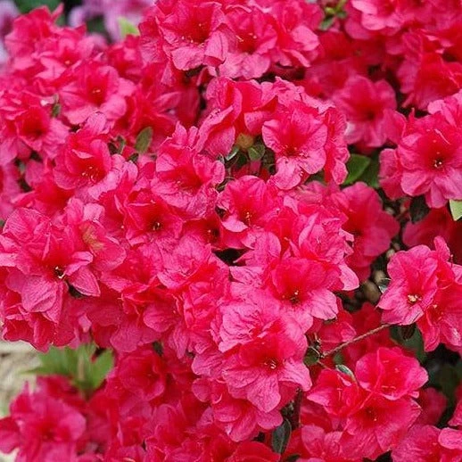 Garden Goods Direct Shrubs Hershey Red Azalea 4 Garden Goods Direct Shrubs Hershey Red Azalea