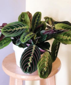 Garden Goods Direct Red Maranta