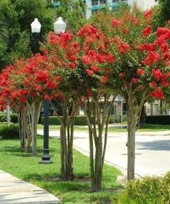 Garden Goods Direct Red Rocket Crape Myrtle Trees