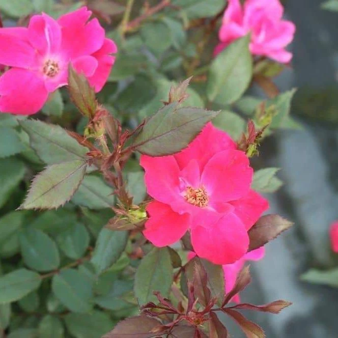 Garden Goods Direct Red Knock Out® Rose 4 Garden Goods Direct Red Knock Out® Rose