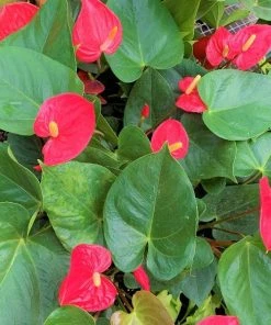 Garden Goods Direct Red Anthurium House Plants 7 Garden Goods Direct Red Anthurium House Plants