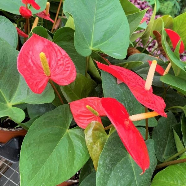 Garden Goods Direct Red Anthurium House Plants 2 Garden Goods Direct Red Anthurium House Plants