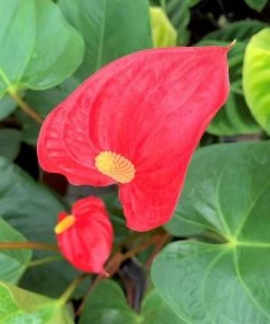 Garden Goods Direct Red Anthurium House Plants 6 Garden Goods Direct Red Anthurium House Plants