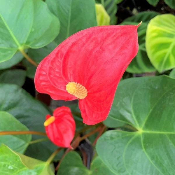 Garden Goods Direct Red Anthurium House Plants 3 Garden Goods Direct Red Anthurium House Plants
