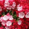 Garden Goods Direct Shrubs Red Bandit Mountain Laurel