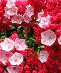 Garden Goods Direct Shrubs Red Bandit Mountain Laurel