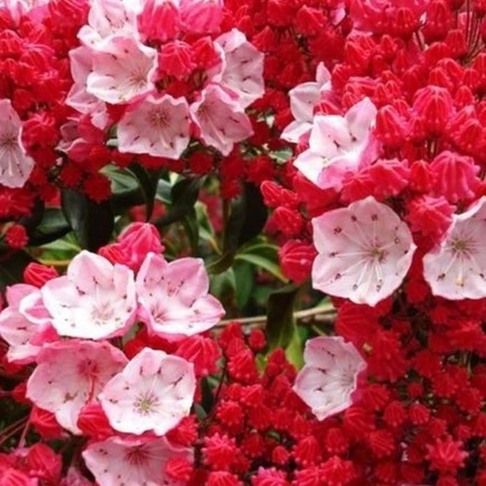 Garden Goods Direct Shrubs Red Bandit Mountain Laurel 1 Garden Goods Direct Shrubs Red Bandit Mountain Laurel