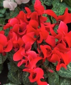 Garden Goods Direct Red Cyclamen House Plants 5 Garden Goods Direct Red Cyclamen House Plants