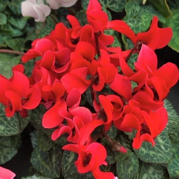 Garden Goods Direct Red Cyclamen House Plants 3 Garden Goods Direct Red Cyclamen House Plants