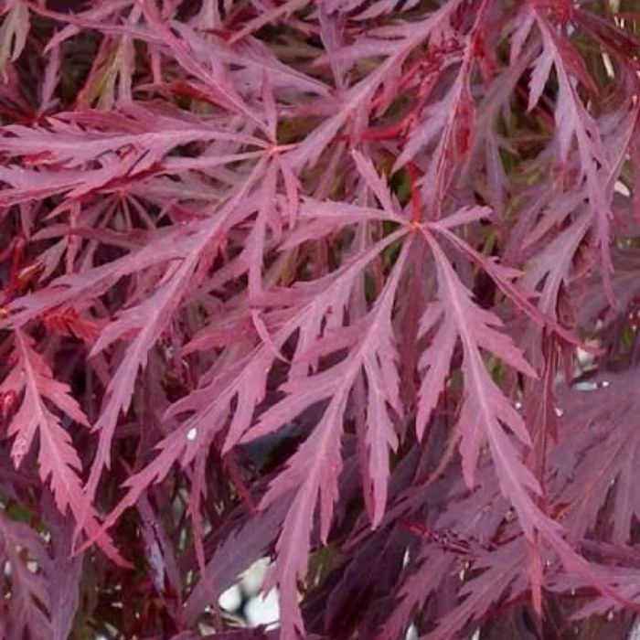 Garden Goods Direct Red Dragon Japanese Maple 4 Garden Goods Direct Red Dragon Japanese Maple