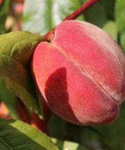 Garden Goods Direct Red Haven Peach Tree