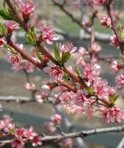 Garden Goods Direct Red Haven Peach Tree