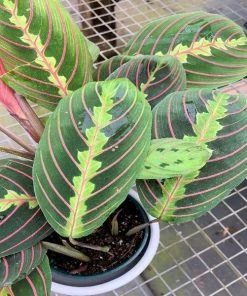 Garden Goods Direct Red Maranta
