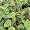 Garden Goods Direct Red Maranta