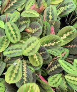 Garden Goods Direct Red Maranta