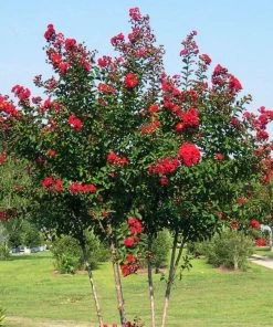 Garden Goods Direct Red Rocket Crape Myrtle Trees