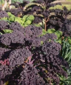Garden Goods Direct Annuals Redbor Kale
