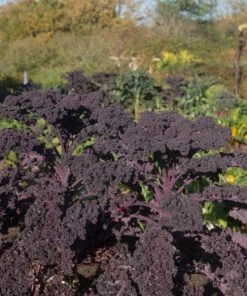 Garden Goods Direct Annuals Redbor Kale