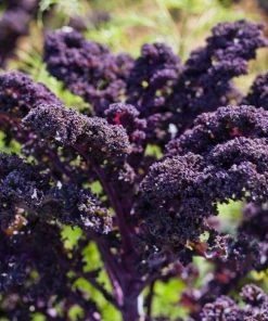 Garden Goods Direct Annuals Redbor Kale