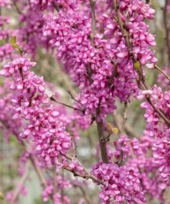 Garden Goods Direct Redbud Tree Trees