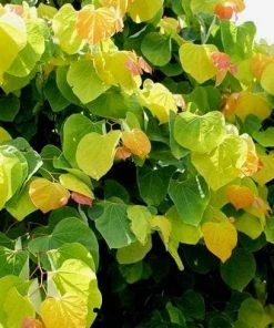 Garden Goods Direct Rising Sun Redbud 6 Garden Goods Direct Rising Sun Redbud