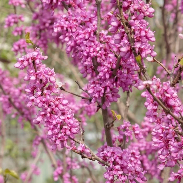 Garden Goods Direct Redbud Tree Trees 2 Garden Goods Direct Redbud Tree Trees