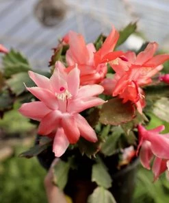 Garden Goods Direct Red Christmas Cactus