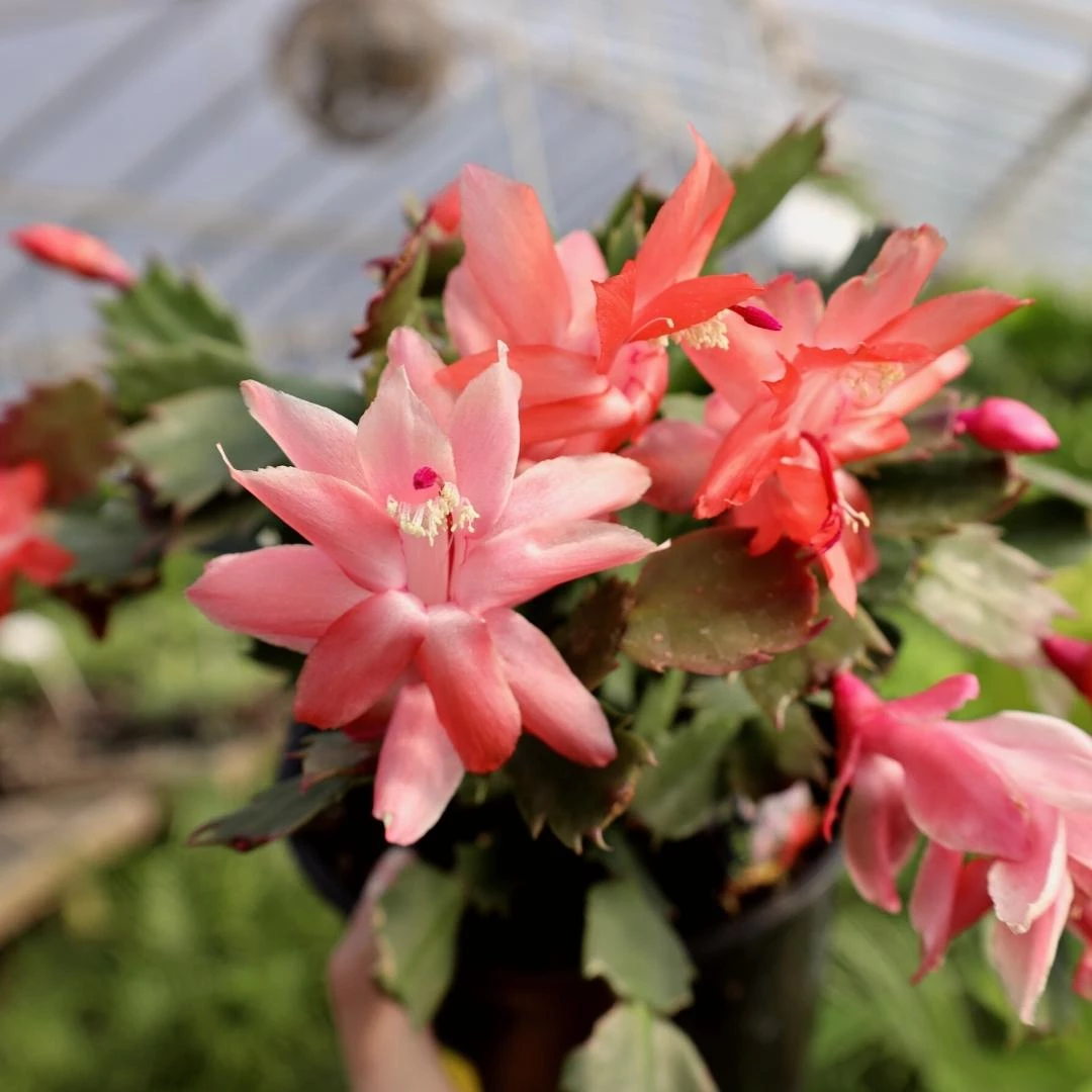 Garden Goods Direct Red Christmas Cactus 1 Garden Goods Direct Red Christmas Cactus